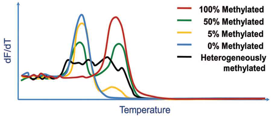 Principle of melting analysis for methylation detection