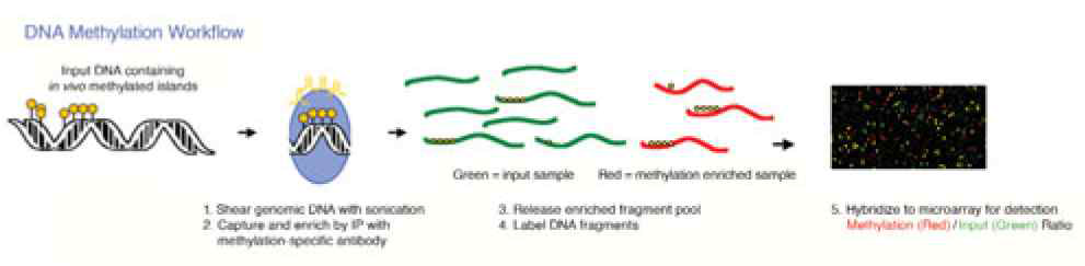 Affinity-based isolation of methylated DNA