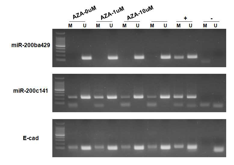 Conversion of promoter methylation status of mir200 family and CDH1 genes by 5-aza-C treatment in TMK1 cell line