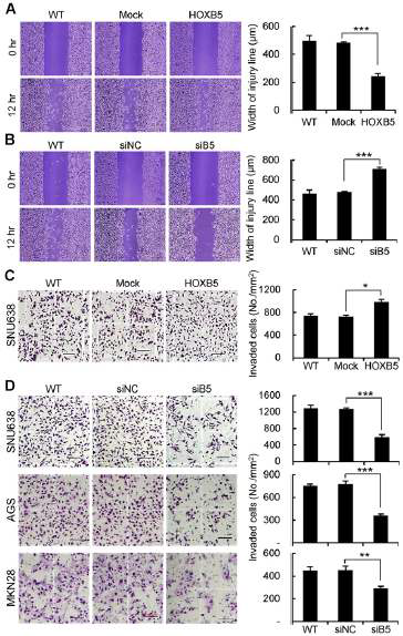 HOXB5 induces cell migration and invasion in gastric cancer cells