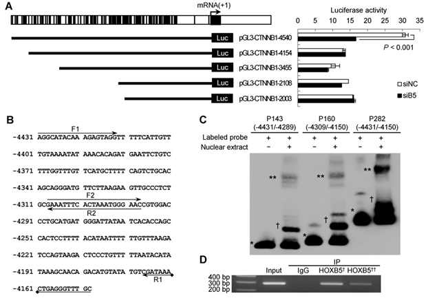 HOXB5 positively activates the β-catenin promoter. (A) Luciferase activity was measured in SNU638 cells after cotransfection with β-catenin promoter-reporter constructs and HOXB5 siRNA or noneffective control siRNA. Vertical lines are the putative HOXB5 binding sites. Values represent mean ± S.D. (B) Nucleotide sequences of the 5’flanking region (-4431/-4150) of the β-catenin promoter. The primers F1, F2, R1 and R2 were used to construct probes for an EMSA assay. (C) The binding activities of various length probes (P140, P160 and P282) with nuclear proteins were detected by EMSA. Symbols: *, free probe; **, probe-protein complex; † nonspecific-probe-protein complex. (D) ChIP was performed on chromatin from SNU638 cells using control anti-mouse IgG or two anti-HOXB5 antibodies form Origen (†) and Santa Cruz Biotechnology (††). ChIP fractions were analysed by PCR using the F1 and R1 primer set. IP, immunoprecipitation