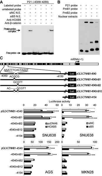 HOXB5 binds directly to the β-catenin promoter