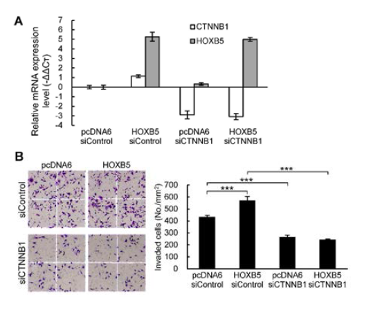 The HOXB5-induced elevated invasion ability of SNU638 cells was abrogated by inhibition of β-catenin