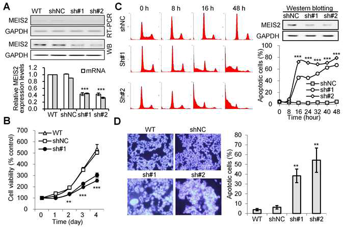 Knockdown of MEIS2 inhibits cell growth and induces apoptosis in colorectal cancer cells (A)