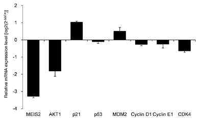 Expression levels of apoptosis related genes in MEIS2 knockdown cells