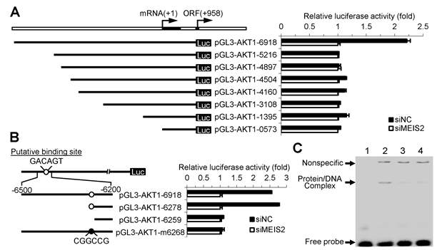 MEIS2 binds AKT1 promoter and regulates its transcriptional expression