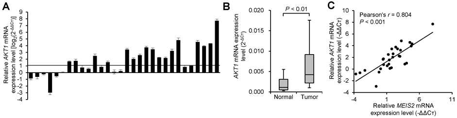 AKT1 is overexpressed in colorectal cancer cells and its expression was significantly correlated with MEIS2 exptession