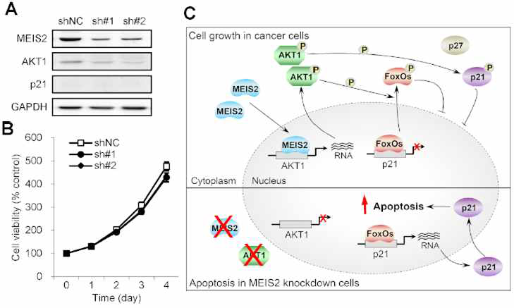 Knockdown of MEIS2 cannot induce apoptosis in p21 null mutant HCT-116 cells