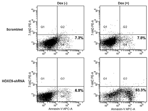 Induction of apoptosis by HOXC9 knockdown