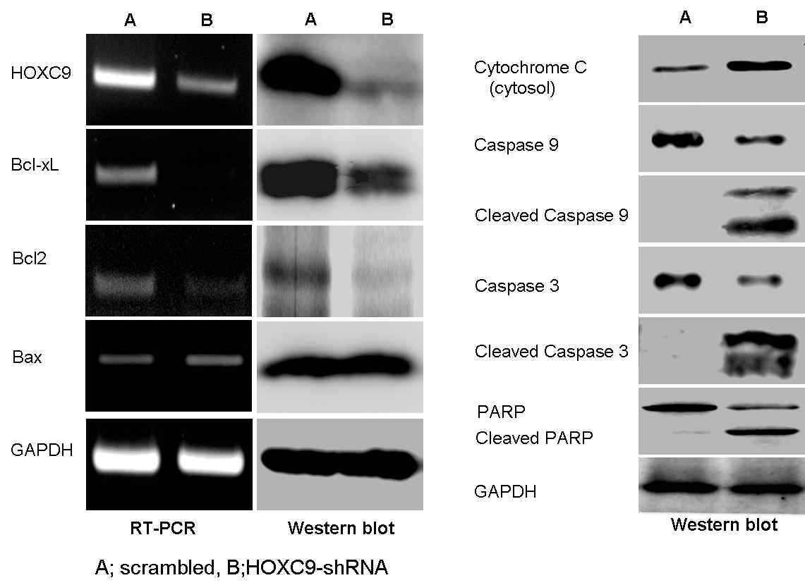 Apoptotic effects of HOXC9 specific shRNA