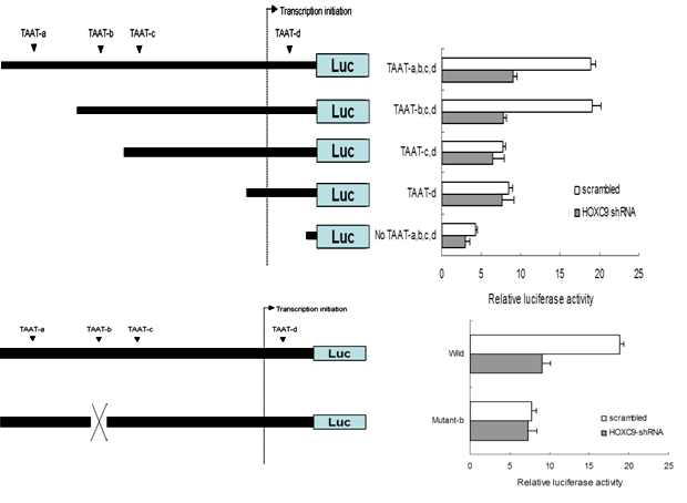 The effect of Bcl-xL promoter activity by HOXC9 binding on Bcl-xL promoter region