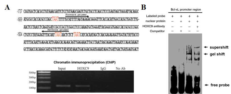 HOXC9 binding to Bcl-xL promoter by chromatin immunoprecipitation and electrophoretic mobility-shift assay