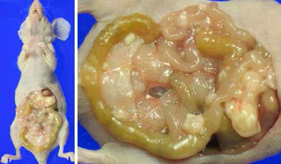 Establishment of a high-potential peritoneal metastasis cell line