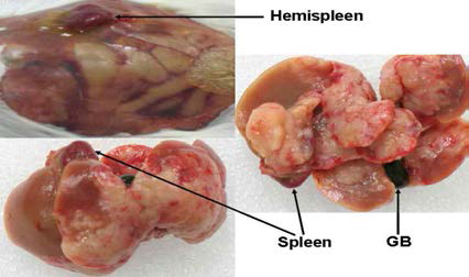 Hemispleen liver metastasis model