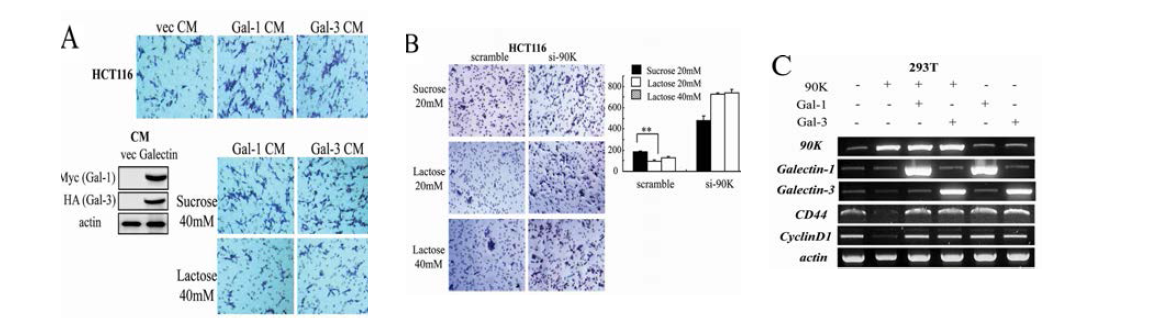 90K reverses the effects of galectins on Wnt/β -catenin activity