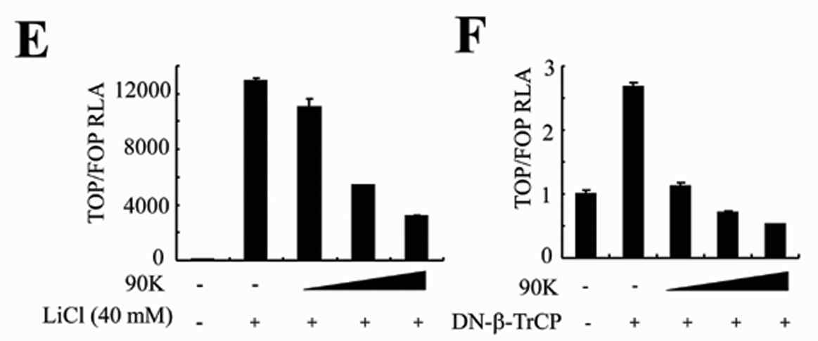 90K suppresses the canonical Wnt signaling pathway in a GSK-3β-independent manner. (E) Increasing amounts of 90K were transfected into 293T cells in the presence of LiCl (upper), or DN-β -TrCP (lower), and TOPFLASH activity was measured. (F) Influence of 90K on TOPFLASH activity (upper) and β-catenin protein level (lower) by S37A β-catenin