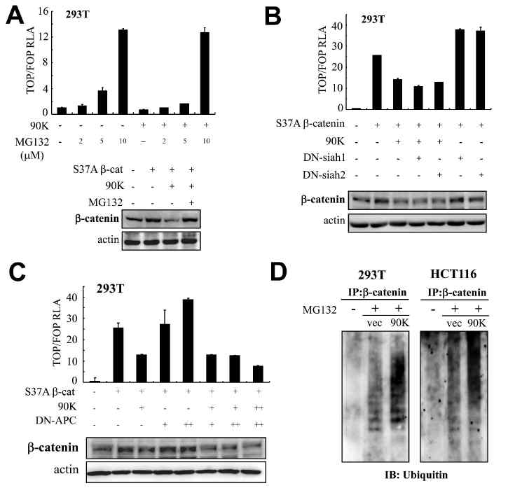 90K destabilizes the β-catenin with ISGylation -dependent ubiquitination