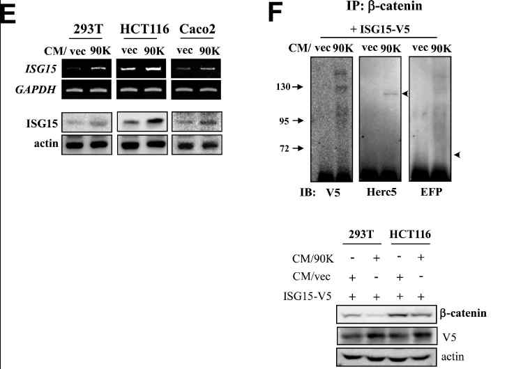 90K destabilizes the β-catenin with ISGylation-dependent ubiquitination