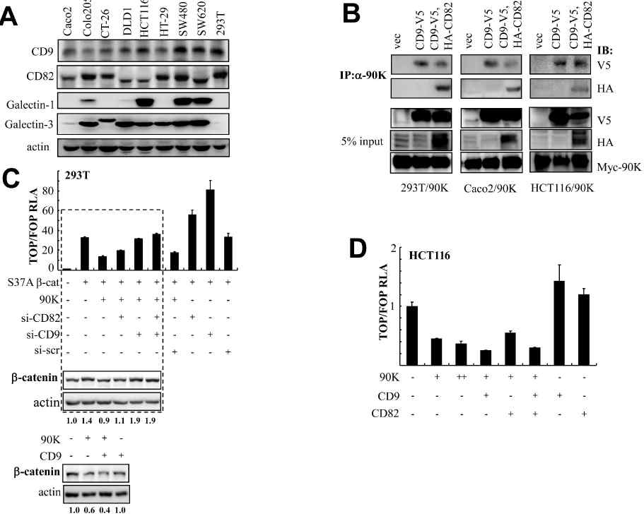 90K-induced degradation of β-catenin is mediated by CD9/CD82 complex