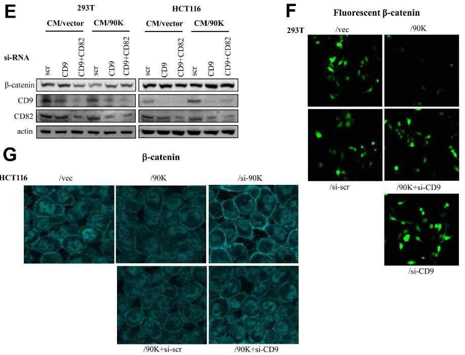 90K-induced degradation of β-catenin is mediated by CD9/CD82 complex