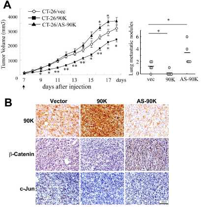 90K delays tumor growth and suppresses lung metastasis in vivo