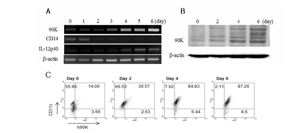 90K expression is induced during DC development from human PBMC