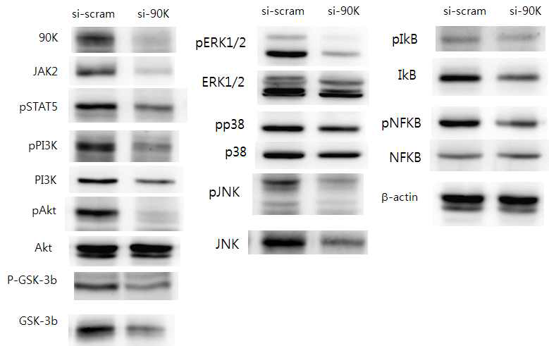 Change of PI3K, MAPK, NF-kB pathway signaling after 90K knockdown in DCs