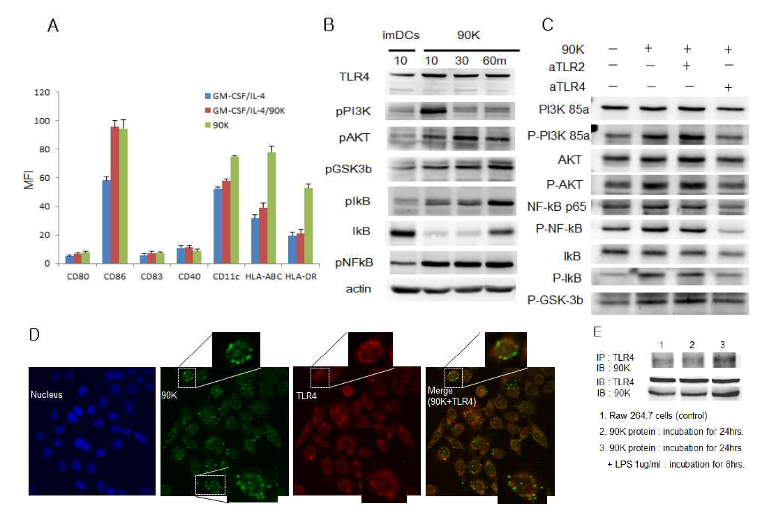 90K　treatment enhanced DCs development through TLR4 activation