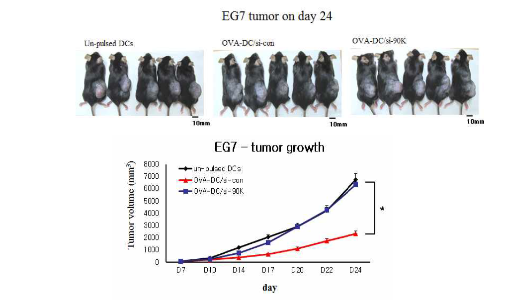 Tumor immunotherapy by 90K knockdown DCs. C57BL/6 mice were inoculated s.c. in the right flank area with EG7 tumor cells (5 x 105), and immunized with OVA peptide-pulsed 90K knockdown (si-90K) or 90K-normal (si-con) BMDCs. Upper panels show representative images of EG7 tumors on day 24 in tumor bearing mice. Tumor growth was monitored and represented as mean ± SD (n=5) (bottom panels). * p<0.01, compared with the group of mice vaccinated with OVA-pulsed control (si-con) DCs by unpaired Student’s test