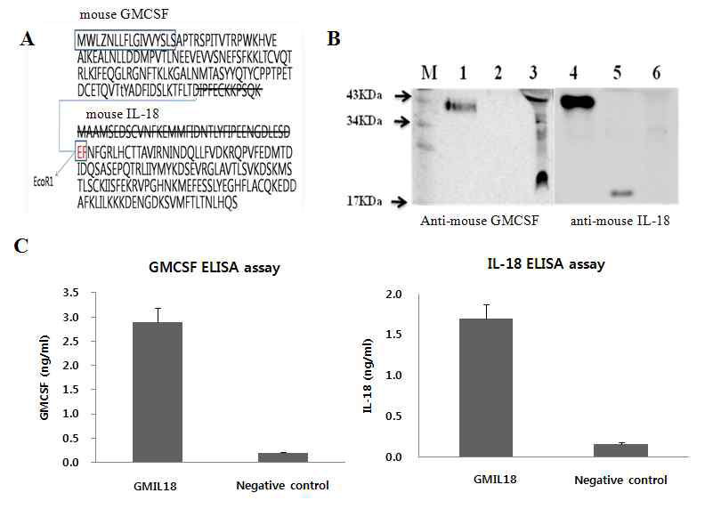 Construction of recombinant GMIL18. (a) predicted amino acid sequence of the fusion transegene, GMIL18 protein consists of GMCSF and mature form of IL-18. (b) immunoblotting of conditioned supernatant from GMIL18 gene-modified HEK 293A cells with anti-mouse GMCSF and anti-mouse IL-18 antibodies (Lane M, protein size marker; Lane 1 and 4, supernatant from HEK 293A-GMIL18; Lane 2 and 5 recombinant mouse IL-18; Lane 3 and 6, recombinant mouse GMCSF). GMIL18 fusion protein indicated that have 37 kDa molecular weight. (c) quantity of GMIL18 fusion protein was measured by ELISA for levels of cytokine secretion from supernatant from HEK 293A-GMIL18