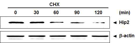 시간에 따른 Hip2 단백질의 감소