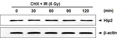IR에 의한 Hip2 단백질의 안정성 확인
