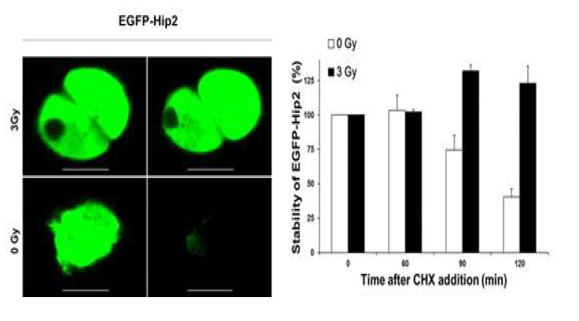 IR에 의한 Hip2 단백질의 안정성을 형광단백질을 통해 확인