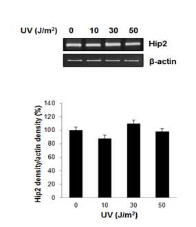 UV 조사에 의한 Hip2 mRNA의 변화