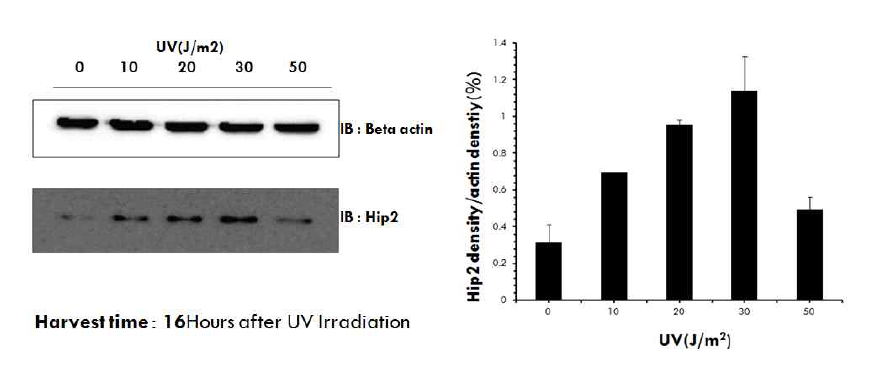 UV 조사에 의한 Hip2 단백질의 변화