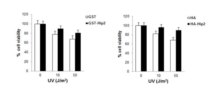 MTT assay