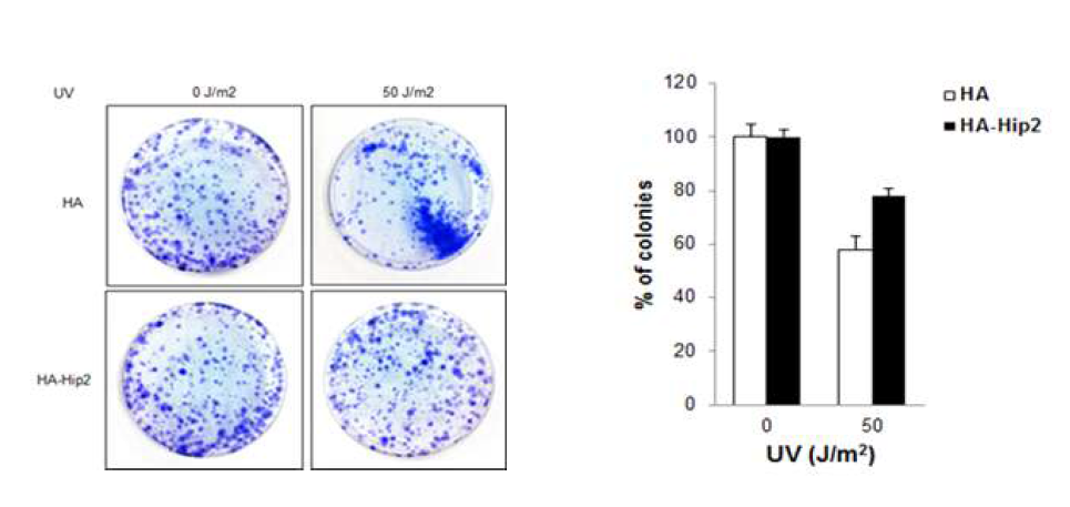 colony formation assay