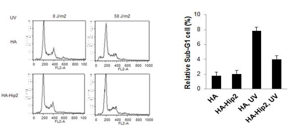 Hip2에 의한 cell survival을 sub-G1으로 측정