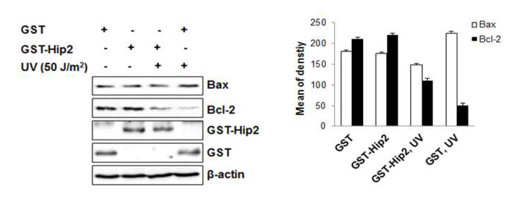 UV 조사 시 Hip2에 의한 anti-apopotic 단백질의 증가