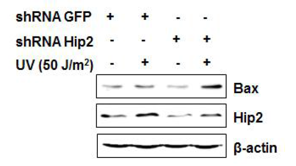 Hip2의 Knock-down 후 UV 조사 시 Bax의 증가
