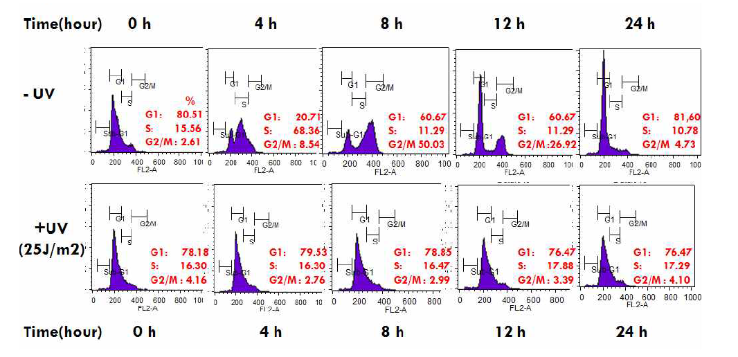 UV 조사 시 G1기에서 세포주기의 정지