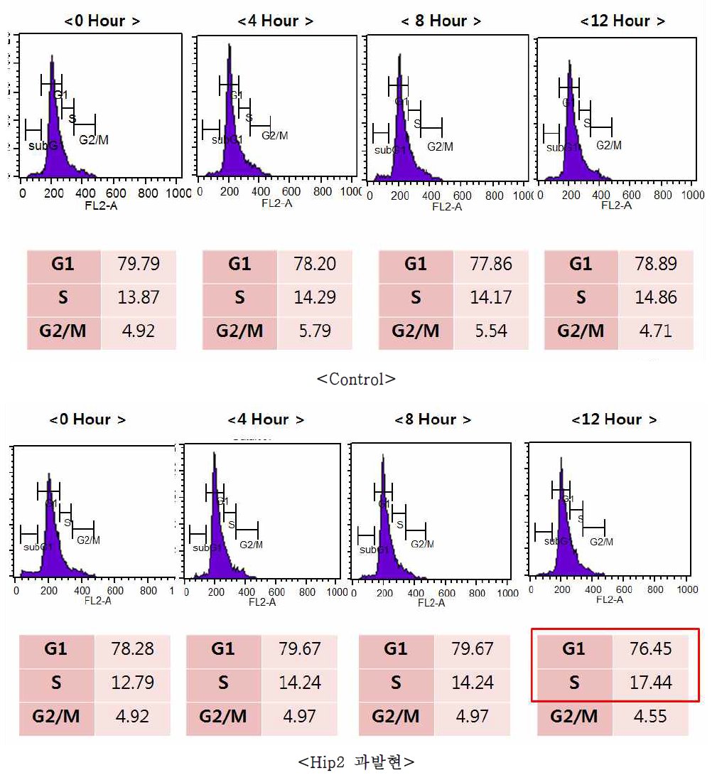 Hip2가 과발현된 세포에서 세포주기의 변화.
