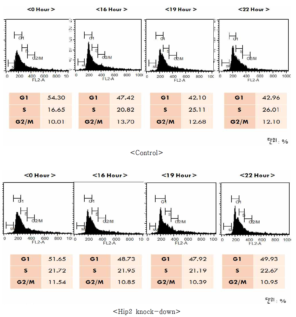 Hip2가 knock-down된 세포에서 세포주기의 변화.