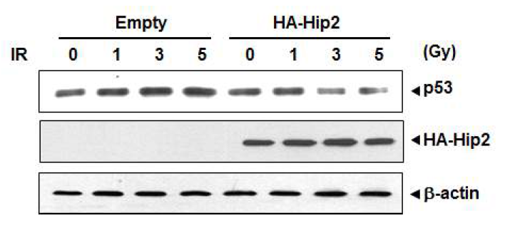Hip2의 과발현 상태에서 IR 조사 후 p53의 감소