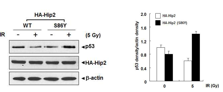 돌연변이 Hip2 과발현 상태에서 IR 조사 후 p53의 증가