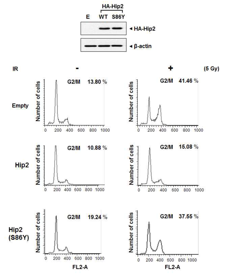 돌연변이 Hip2에 의한 G2/M 세포주기 정지 유지