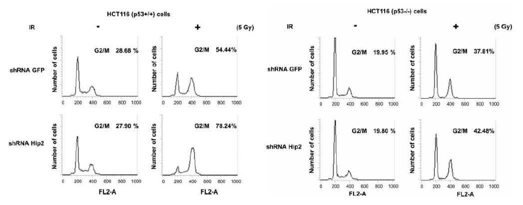 p53 의존적인 Hip2의 세포주기 재진행 확인