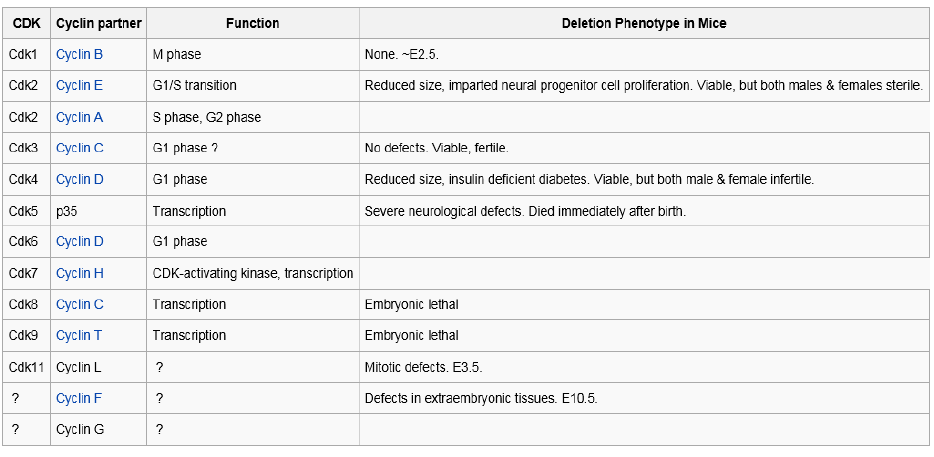 Cdk family와 각각의 기능