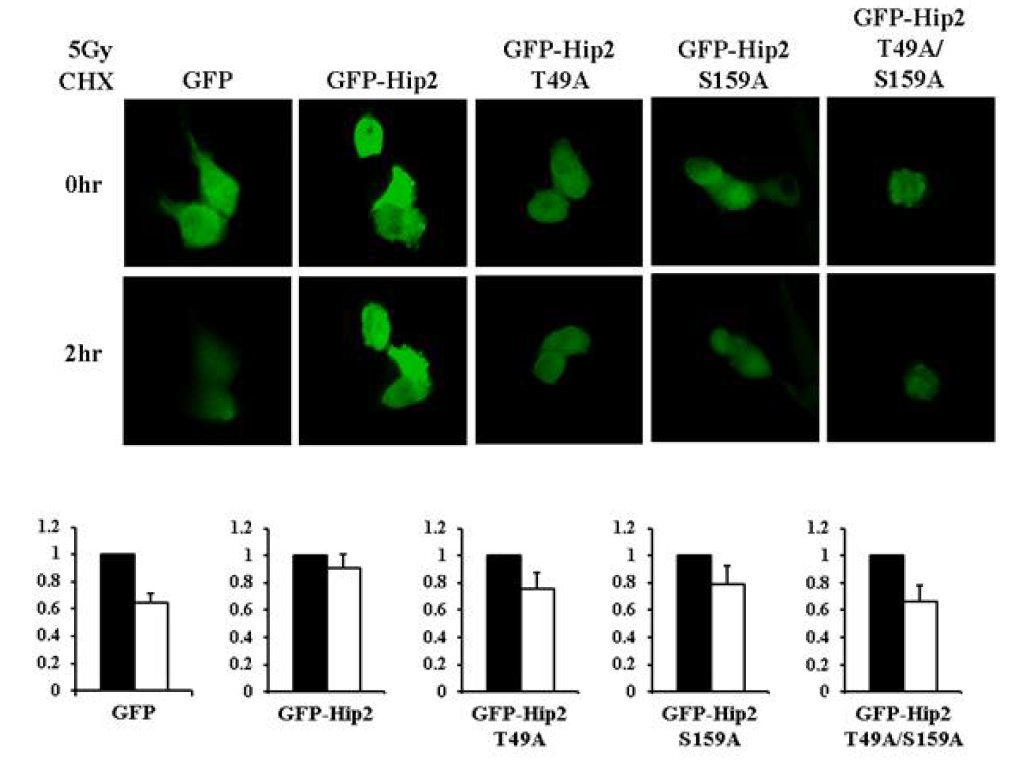 phosphorylation site 돌연변이 Hip2의 형광 변화