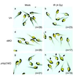 Hip2가 knock down 된 zebra fish에 방사선을 조사한 후 표현형 관찰